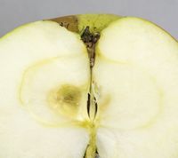 Wagener æble